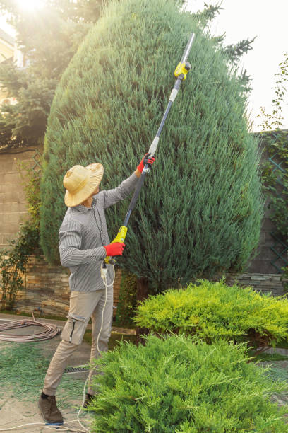 Best Seasonal Cleanup  in Reedley, CA